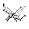 Pterodactyl, hand drawn black and white doodle sketch